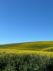 Caledon Canola Fields (Western Cape, South Africa) 