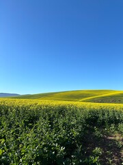 Caledon Canola Fields (Western Cape, South Africa) 