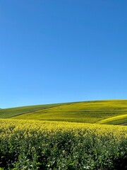 Caledon Canola Fields (Western Cape, South Africa) 