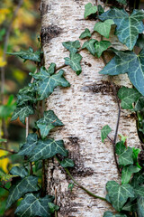 ivy on the bark