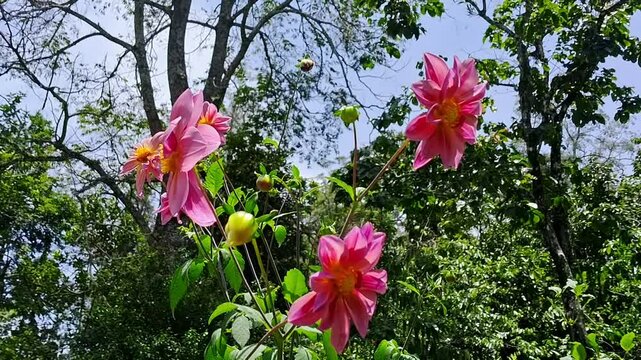 Collarette dahlia garden during spring breeze