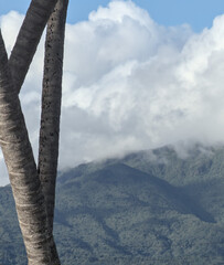 palm tree detail at beach in puerto rico near el yunque mountains sunny day caribbean travel destination trees palms leaves coconut plant (idyllic island paradise) vieques