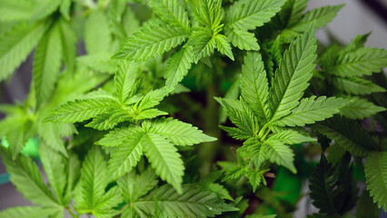 A closeup view of healthy cannabis leaves that beautifully showcase a stunning array of rich green hues