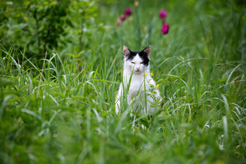 A white cat on the lawn.
 A wild cat is sitting among the grass on the lawn.