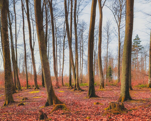 Fototapety na wymiar - Fototapeta24.pl