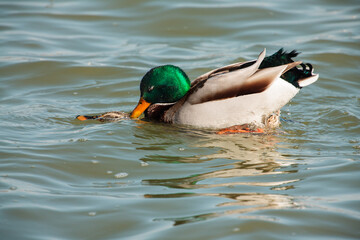 Mallards mating in the harbor water at Port Washington, Wisconsin in spring
