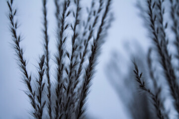 spikelet in the wind