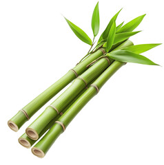 Obraz premium bamboo green sticks with leaves isolated on transparent background