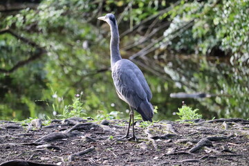 Grey heron in Ireland