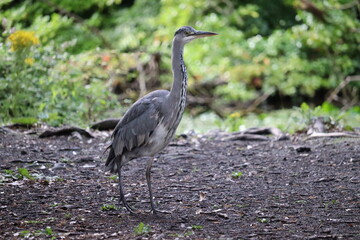 Grey heron in Ireland