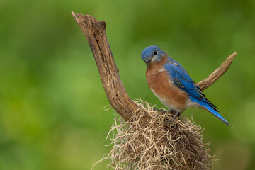 Bluebird perched on a tree branch