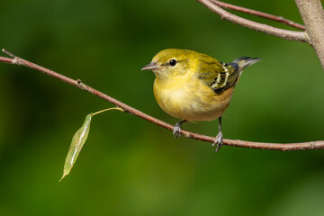 Bay-breasted warbler perched on a tree limb