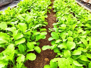 Fresh greens growing in neat rows in a sunlit garden during spring