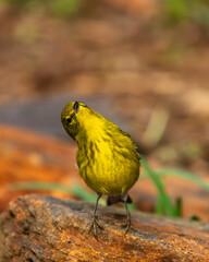 Pinewarbler perched on a rock