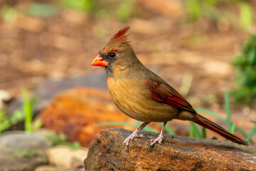 Northern cardinal perched on a rock