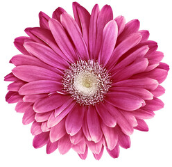 Pink  daisy flower  on  isolated background. Close-up. Transparent background.