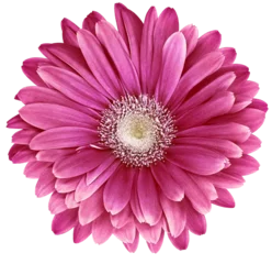 Rolgordijnen zonder boren Pink  daisy flower  on  isolated background. Close-up. Transparent background. © nadezhda F