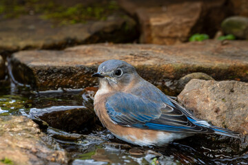Bluebird perched on a rock