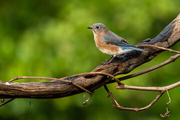 Bluebird perched on a tree branch