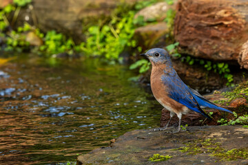 Bluebird perched on a rock