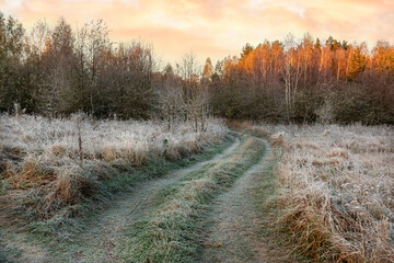 A dirt road in the forest. White frost, first frost and yellow soy trees in the rays of the early...