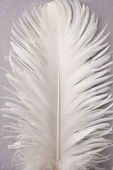 Feather