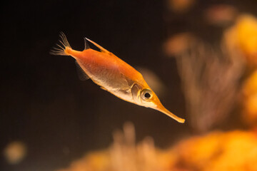 Un pez pequeño de color naranja nada mostrando su distintiva trompa en la boca. Este detalle...