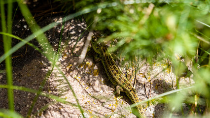 A small green lizard is sitting on a rock
