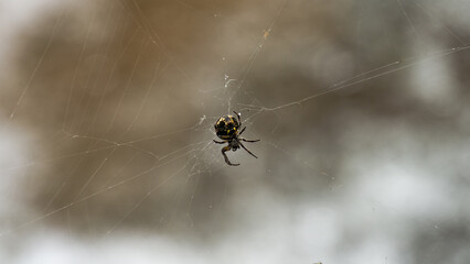 A large spider is sitting on a web
