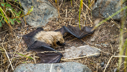 A small bat is sitting on the ground
