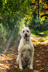 Beautiful male Labrador dog sitting on a trail during a sunny autumn day.