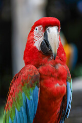 Close up head the red macaw parrot bird in garden