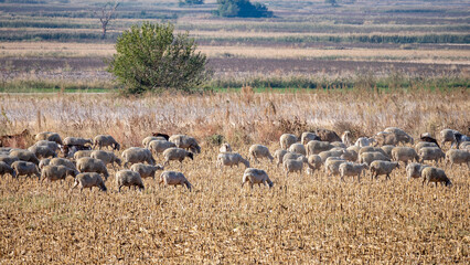 flock of sheep in the fields