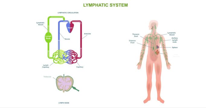 Human Lymphatic System Anatomy. Moving educational banner, diagram or infographic with lymphatic vessels and nodes in the body. Medicine and biology. Flat animated graphics