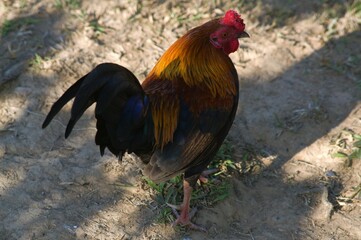 Among the birds that we can find in the state of Trujillo we can find roosters, chickens, we can find Toucans, we can find a variety of turkeys, generally domestic birds that are used for food.