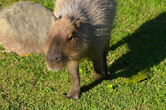 Among the animals that we can find in the State of Trujillo we can find the chiguire or capybara, and monkeys that jump happily from branch to branch amusing tourists.