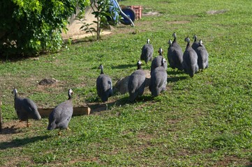 Among the birds that we can find in the state of Trujillo we can find roosters, chickens, we can...