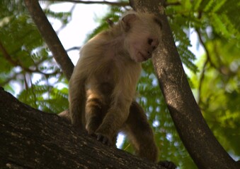 Among the animals that we can find in the State of Trujillo we can find the chiguire or capybara, and monkeys that jump happily from branch to branch amusing tourists.
