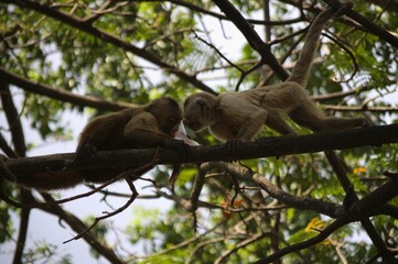Fototapeta premium Among the animals that we can find in the State of Trujillo we can find the chiguire or capybara, and monkeys that jump happily from branch to branch amusing tourists.