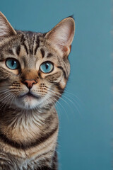 Fototapeta premium playful banner featuring a curious cat peeking from the bottom edge, its expressive eyes drawing attention against a solid blue background 
