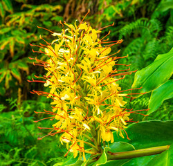 Closeup of a .Kahili ginger (Hedychium gardnerianum) flower,