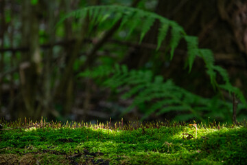Sun shines on moss covered tree trunk with fern in the background in unpolluted nature in the forest.