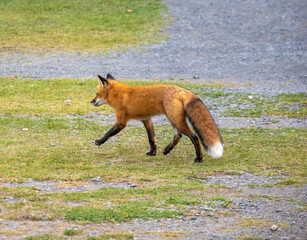 A red fox (Vulpes vulpes) roaming the grounds of the Bic National Park (parc national du bic),...
