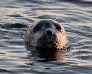 Fototapeta premium Closeup of a seal swimming near a beach, Forillon National Park, Gaspé, Gaspésie, Quebec, Canada