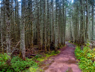Obraz premium Forest hiking trails on Bonaventure Island, Gaspésie peninsula, Quebec, Canada