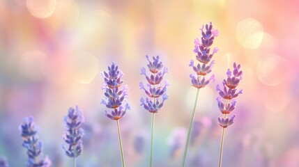 Naklejka premium Lavender flowers bloom with a soft focus against a delicate pastel backdrop