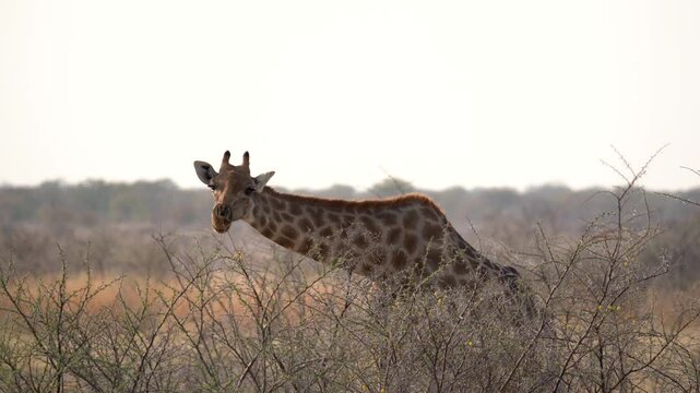 Giraffe eating acacia blossoms in the Etosha National Park in Namibia in Africa.
