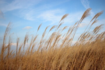 Obraz premium Japanese pampas grass