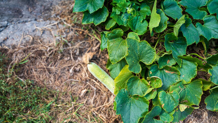 Organic or homegrown zucchini. Known as opo squash, bottle gourd, calabash. The fruits are fully...