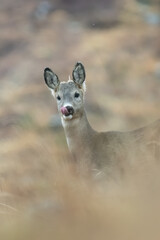 A wild european roe deer (Capreolus capreolus) stands alert with its ears perked up and sticking tongue out. The background is a soft blend of earthy tones, giving a sense of tranquility. Vertical.